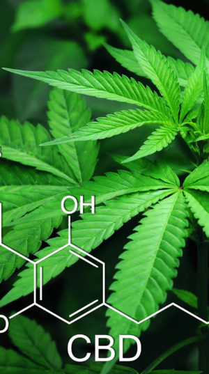 EvoCann_FeaturedImagePost_5myths